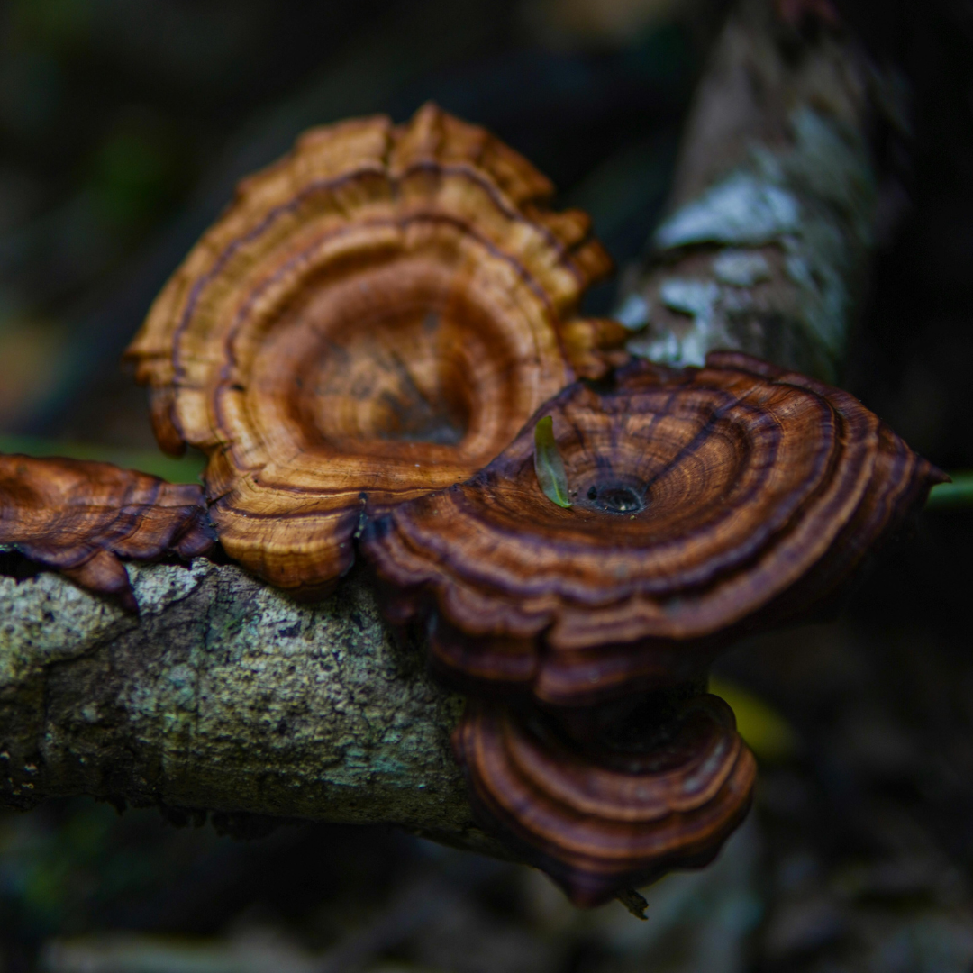 ¿Qué son los Adaptógenos? Historia, Beneficios y Evidencia Científica