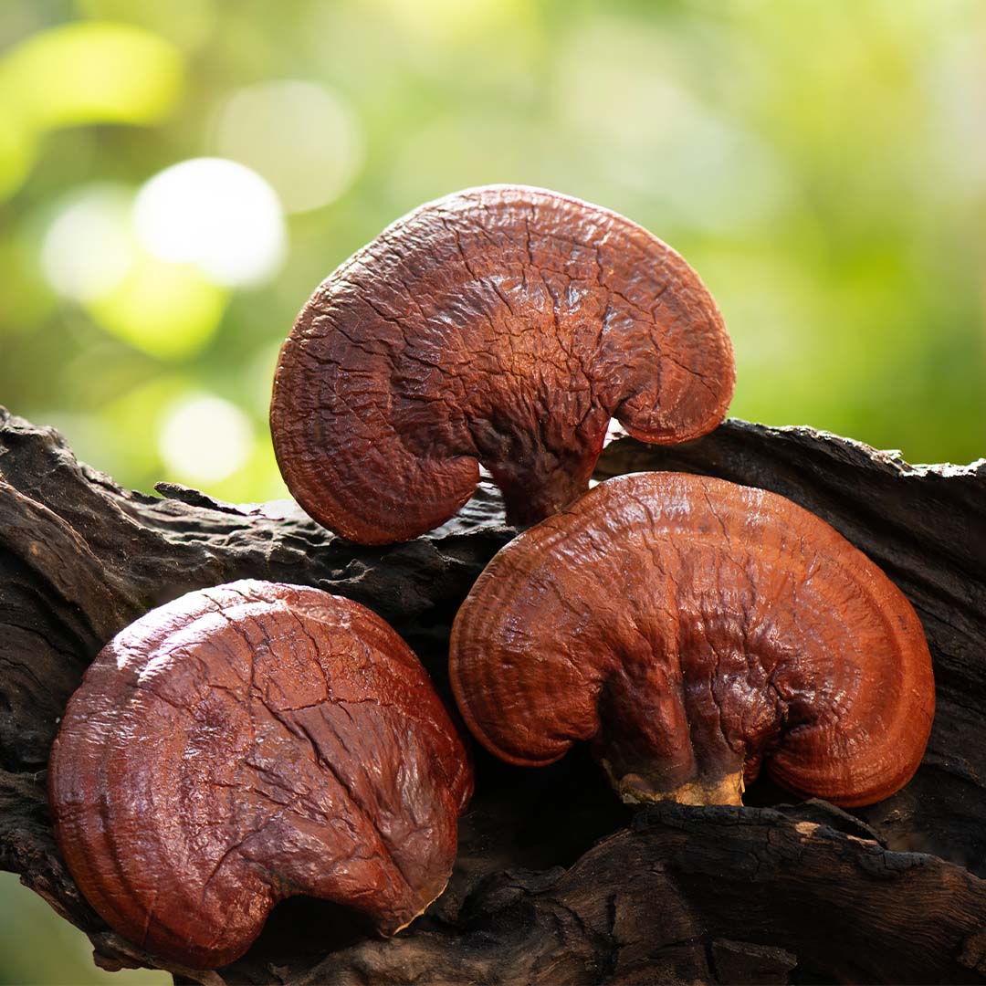Reishi: El Hongo de la Inmortalidad y sus Beneficios Respaldados por la Ciencia