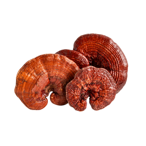Reishi