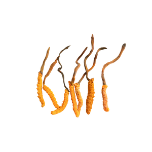 Cordyceps