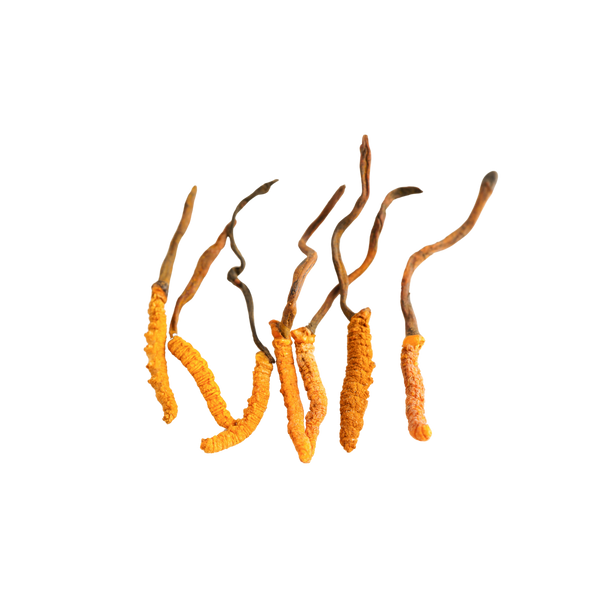 Cordyceps